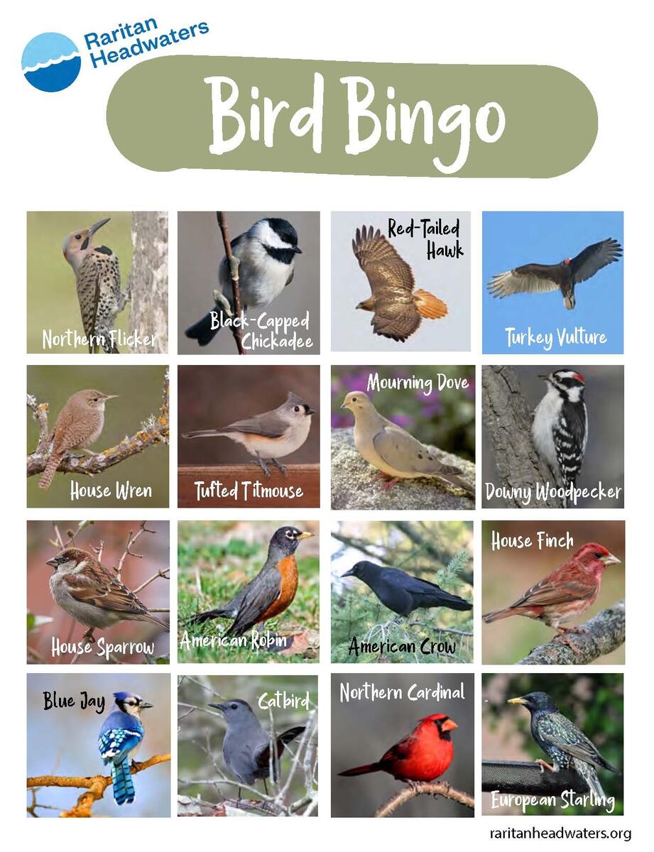 Backyard Bird Bingo Game Printable Nature Inspired Learning