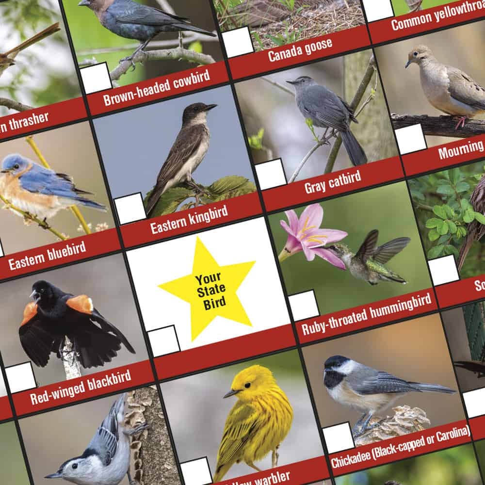 Bird Bingo A FREE Printable From BWD BWD Magazine