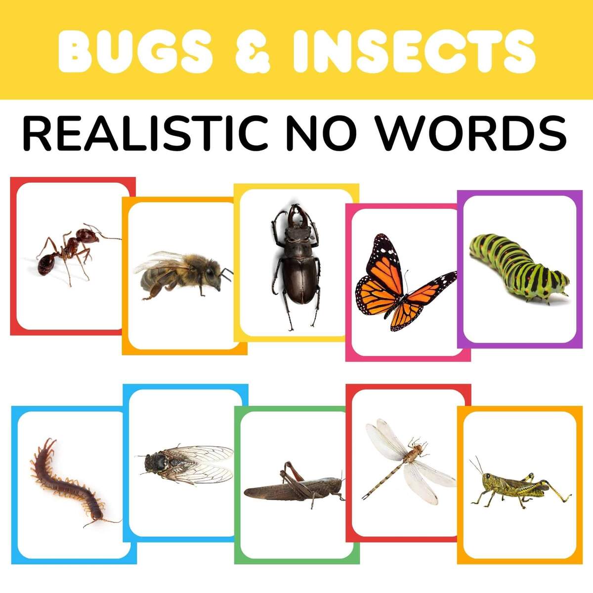 FREE Realistic Insect And Bugs Flashcards Without Words PDF FREE Realistic Insect And Bugs Flashcards Without Words PDF