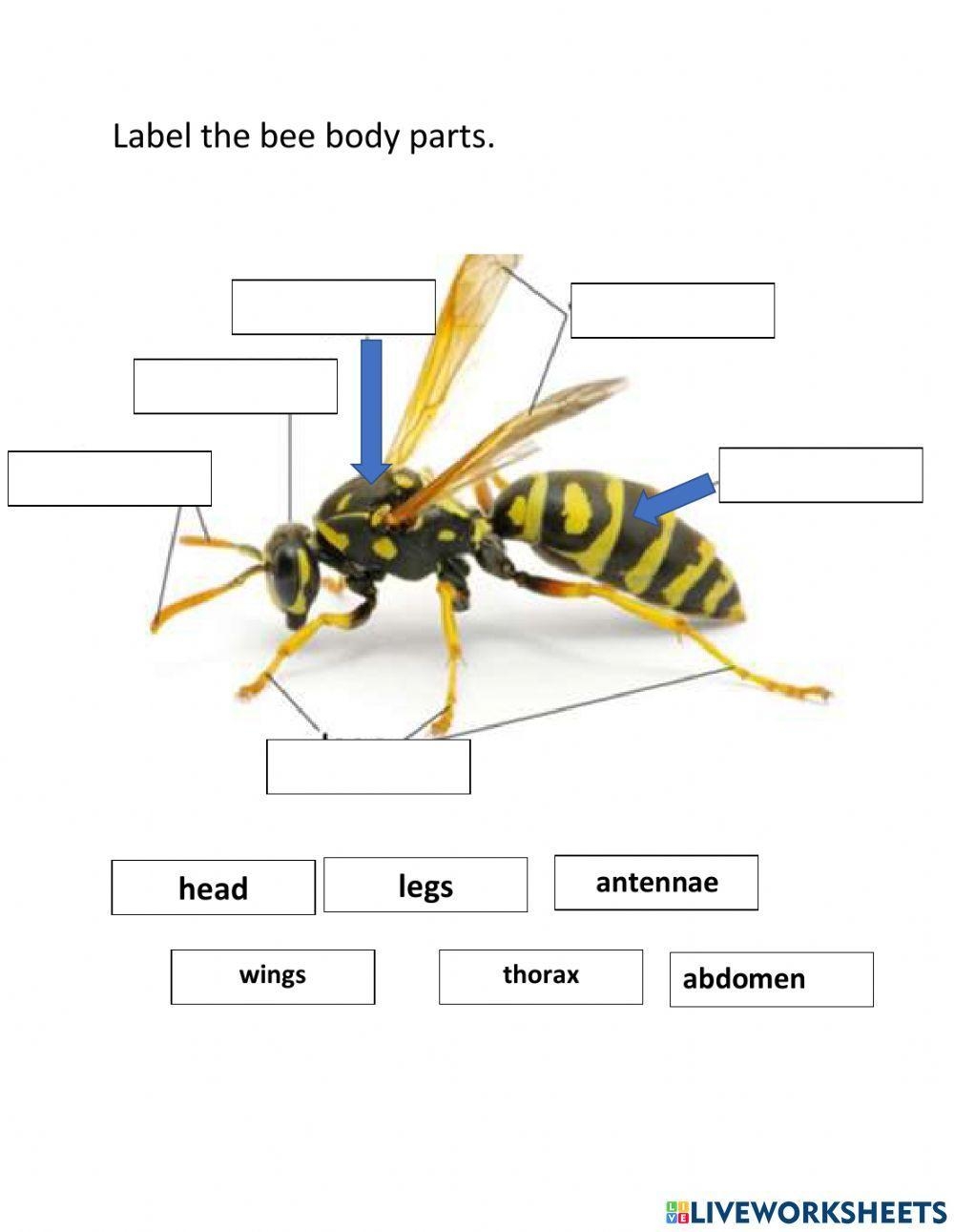 Parts Of An Insect Interactive Worksheet Worksheets Library