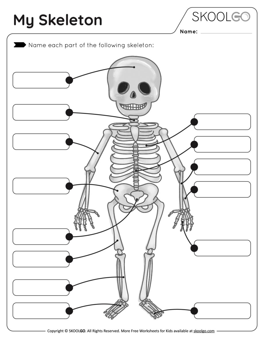 Free Printable Label A Skeleton Worksheet For Kids
