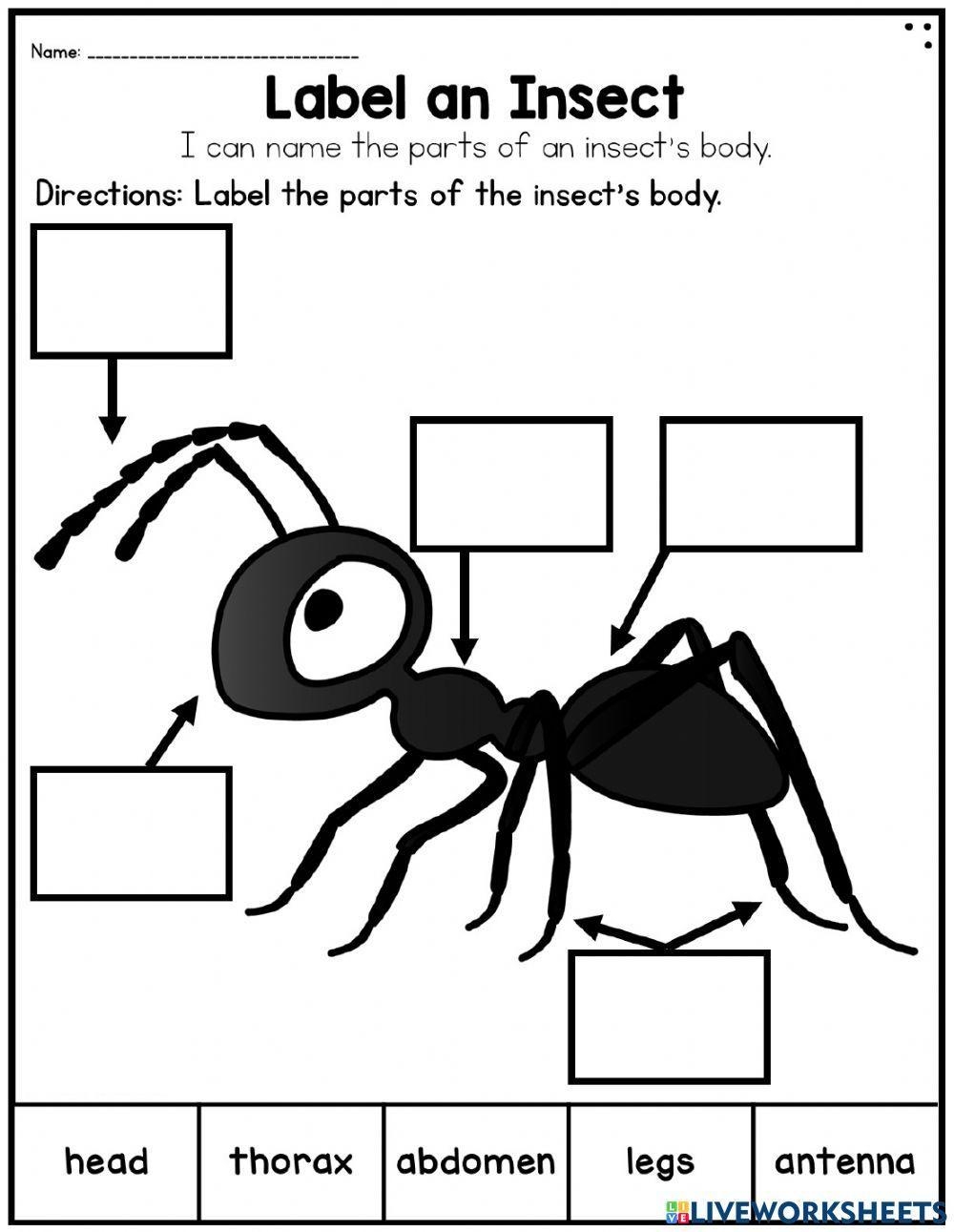 Parts Of An Insect Interactive Worksheet Worksheets Library