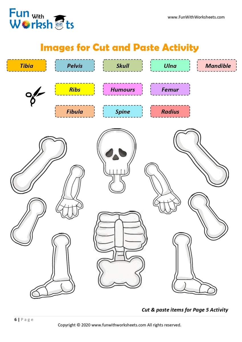 Skeleton Anatomy Activity Printable Human Bones Lesson Moving Skeleton Craft Anatomy Game Homeschool Printable Human Science Study Etsy New Zealand