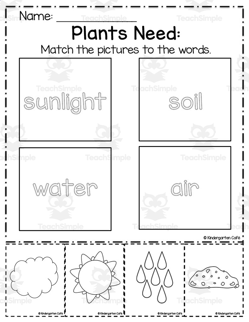 What Plants Need Cut And Paste By Teach Simple