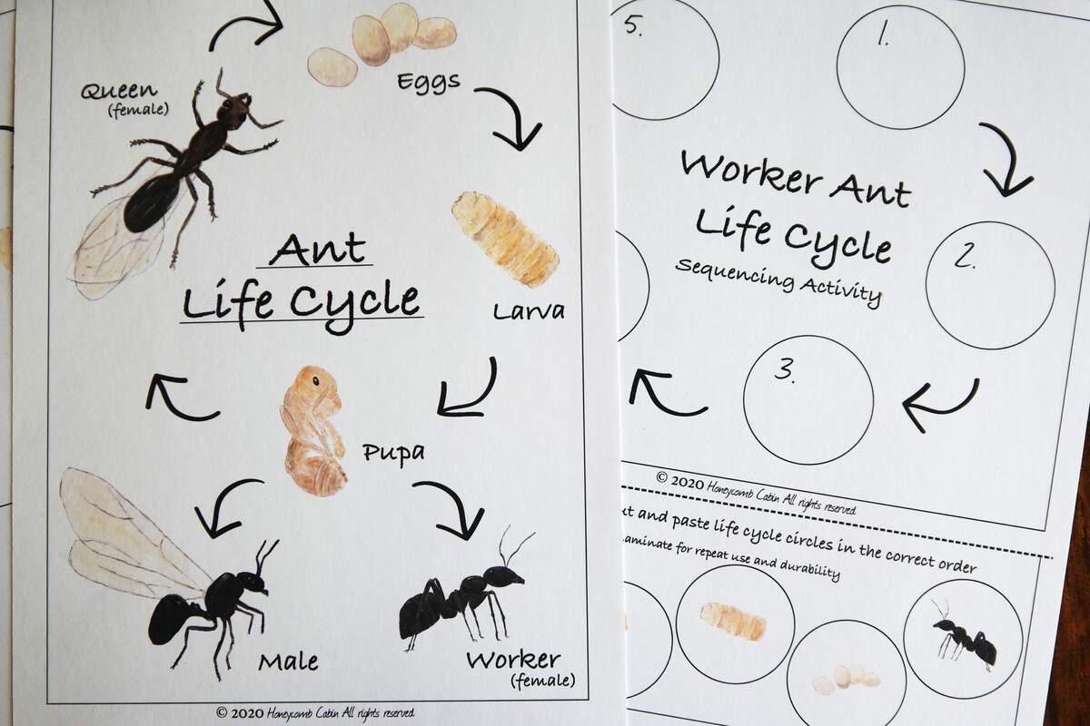 Ant Life Cycle Mini Poster And Sequencing Activity Etsy Ant Life Cycle Worksheets Printable