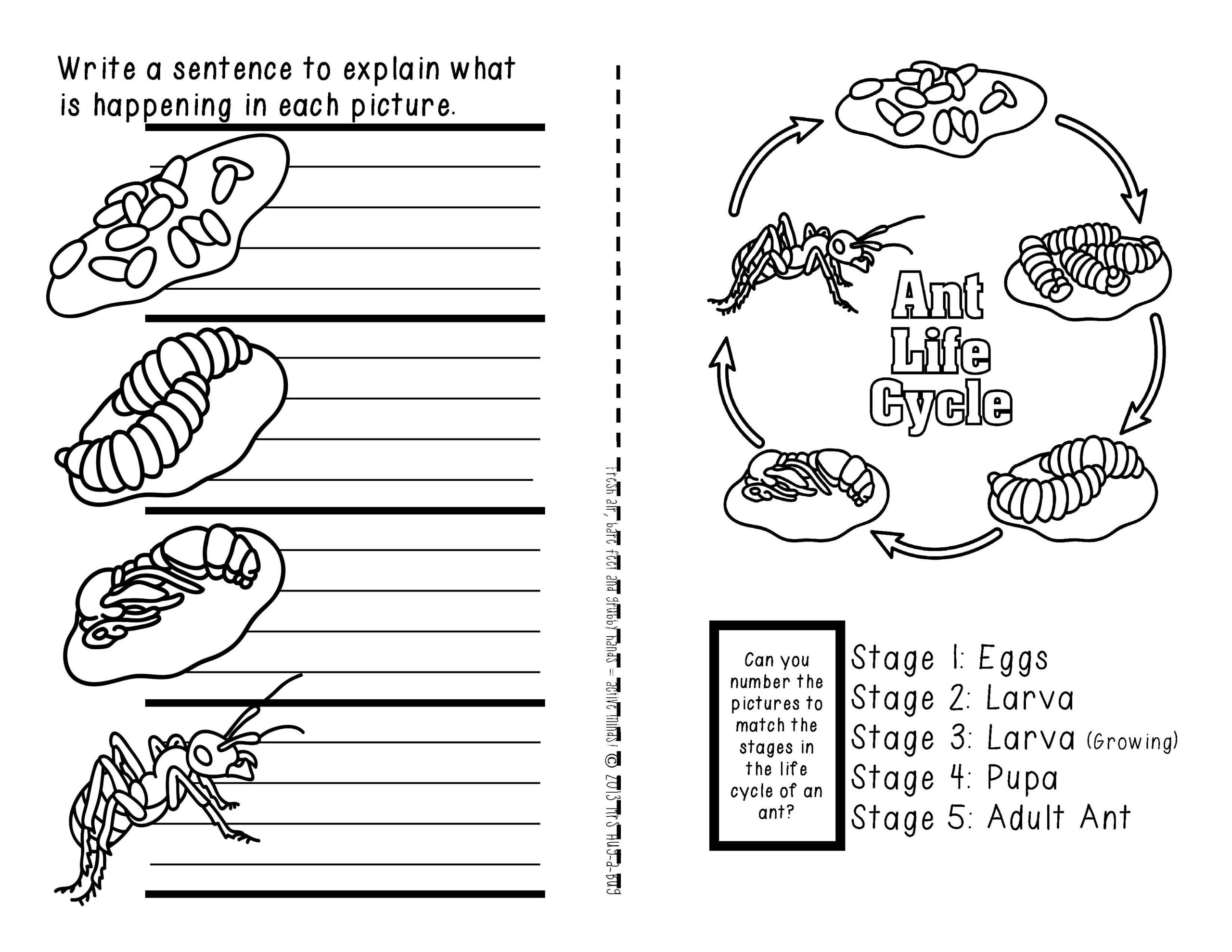 Ant Life Cycle Worksheets Printable Ant Life Cycle Worksheets Printable