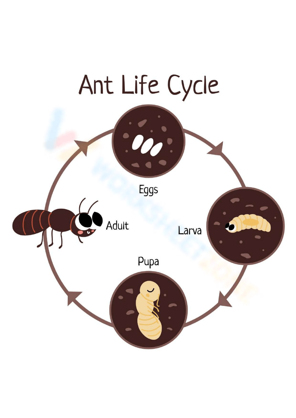Ant Life Cycle Worksheets Printable Ant Life Cycle Worksheets Printable