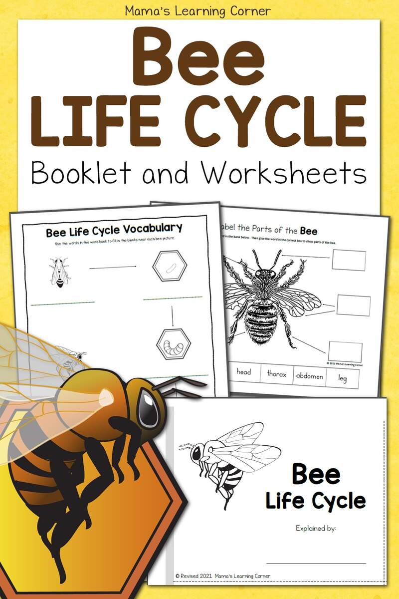 Bee Life Cycle Worksheets Mamas Learning Corner Free Preschool Bee Spelling Worksheet