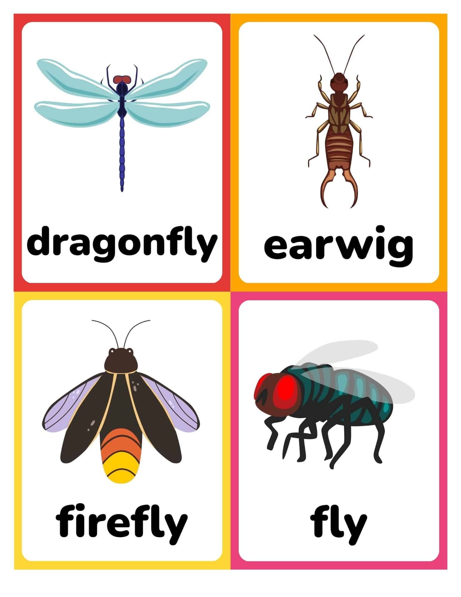 Free Printable Insect And Bugs Flashcards With Words PDF