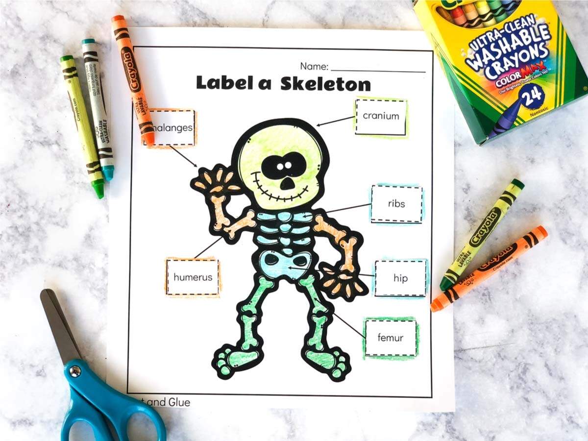 Free Printable Label A Skeleton Worksheet For Kids Free Printable Label A Skeleton Worksheet For Kids