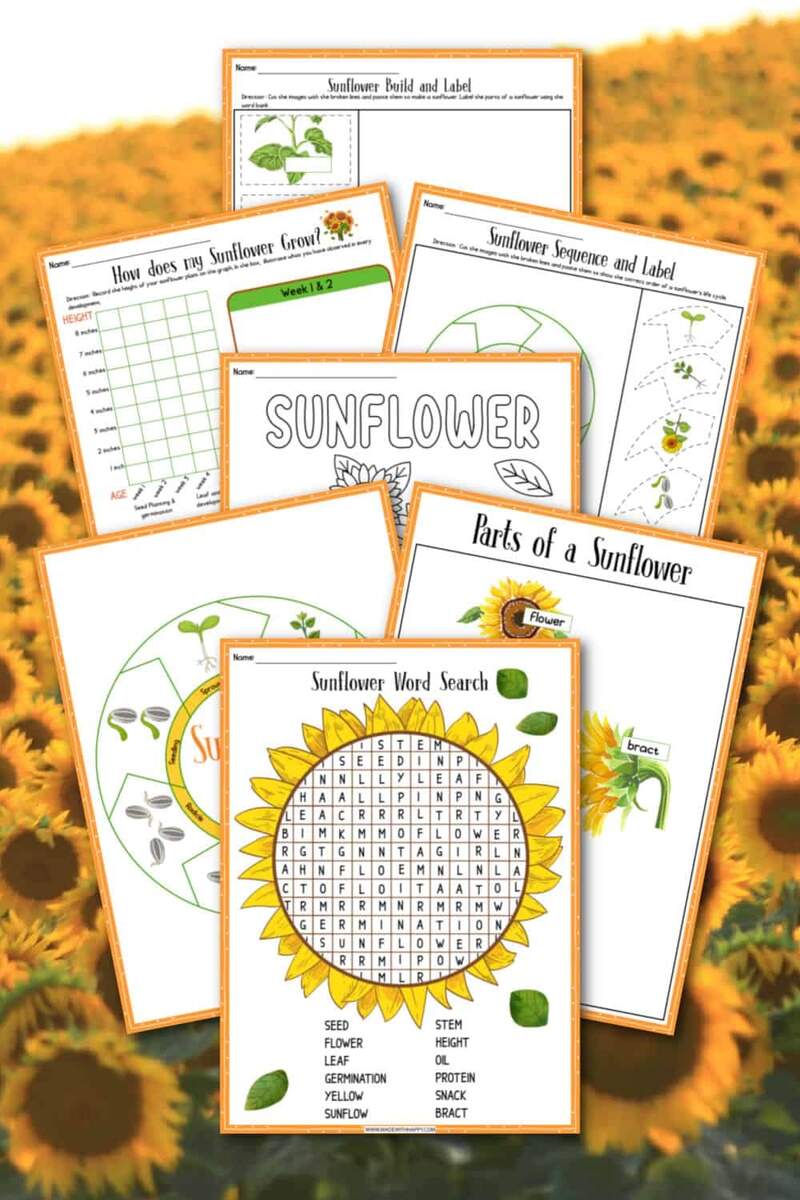 Free Printable Sunflower Life Cycle Sunflower Lesson For Kids