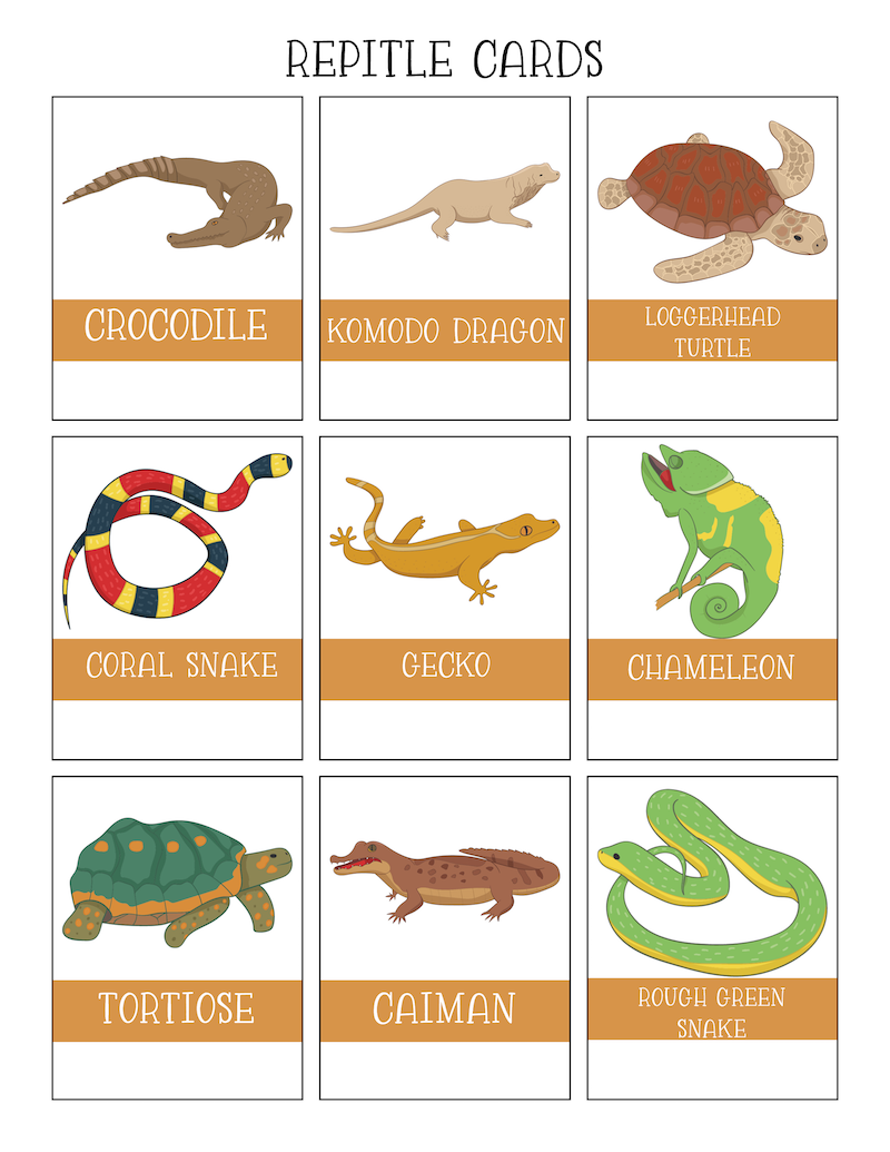 Free Reptiles Worksheets Kids Love With Printables Worksheets Library Free Reptiles Worksheets Kids Love With Printables Worksheets Library
