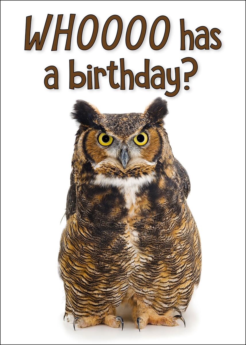 Great Horned Owl Birthday Card Curious Critters Owl Birthday Card Birthday Card Watercolor Card Owl Card Owl Gift Funny Birthday Card Funny Owl Card Punny Card Cute Owl Card Etsy