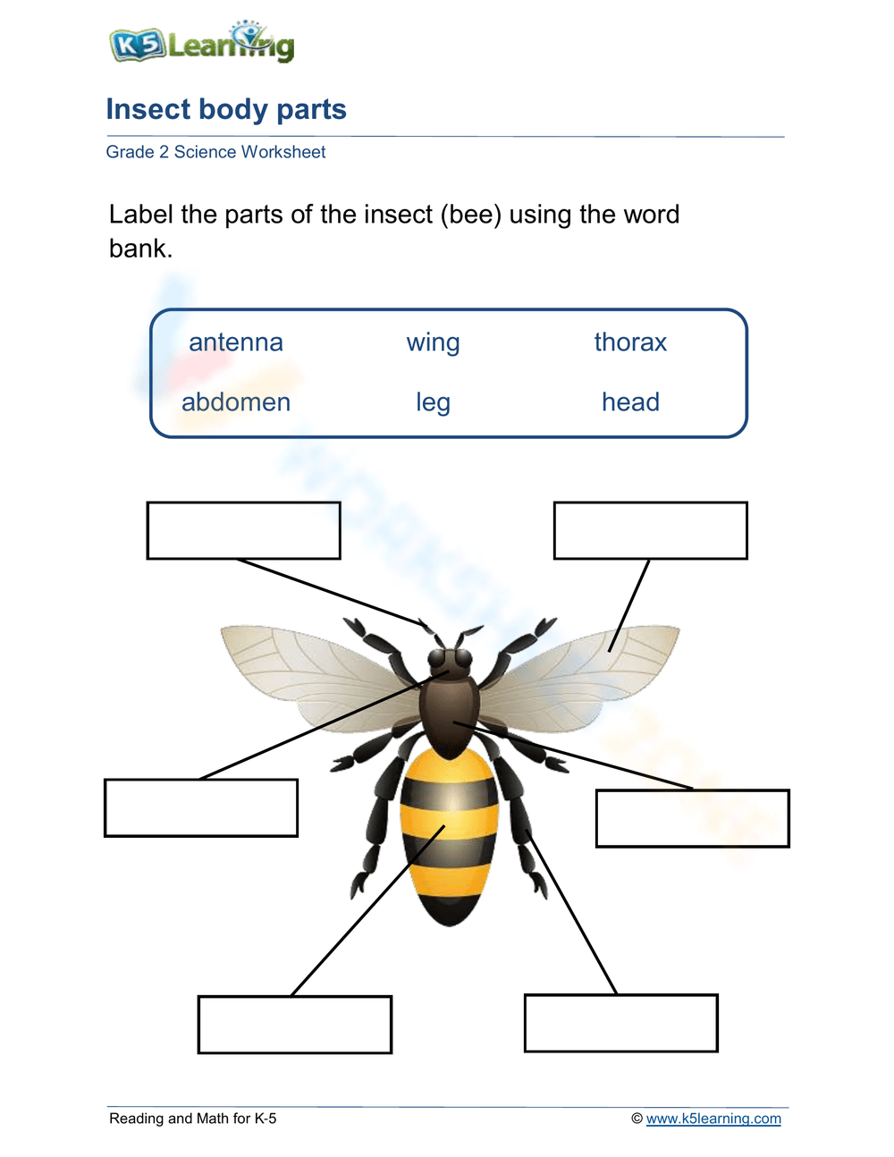 Insect Body Parts Worksheet Free Printable Parts Of A Bee Preschool Worksheet