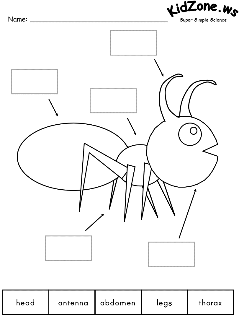 Insects And Bugs Thematic Unit Insects And Bugs Thematic Unit