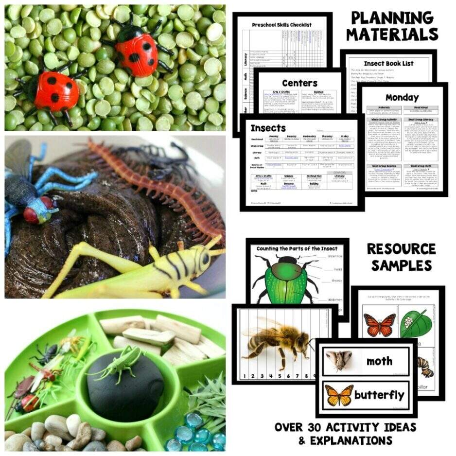 Insects Theme Preschool Classroom Lesson Plans Preschool Teacher 101 Insects Theme Preschool Classroom Lesson Plans Preschool Teacher 101