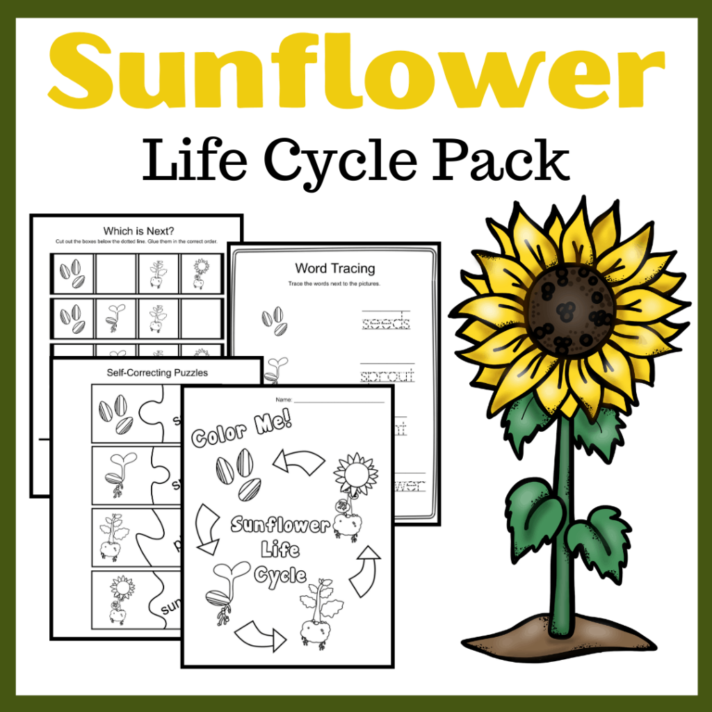 Free Printable Sunflower Life Cycle Sunflower Lesson For Kids
