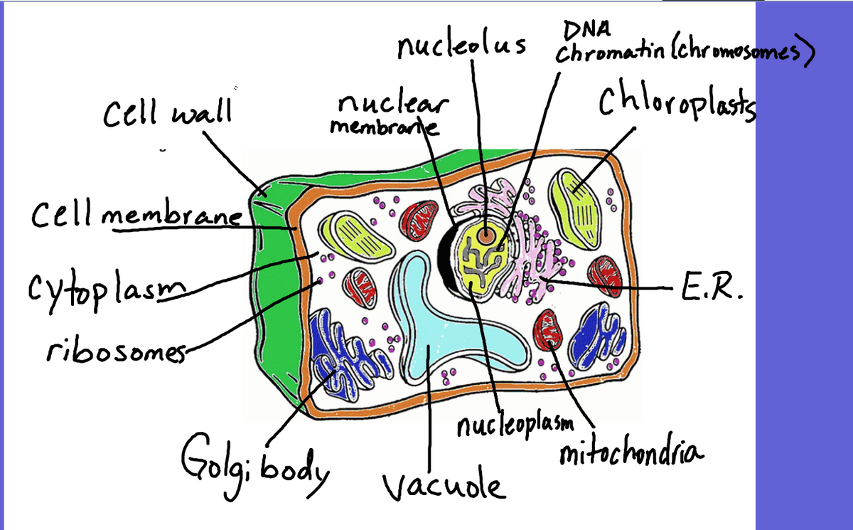 Mrs Counts 7th Grade Science Class Thursday November 16