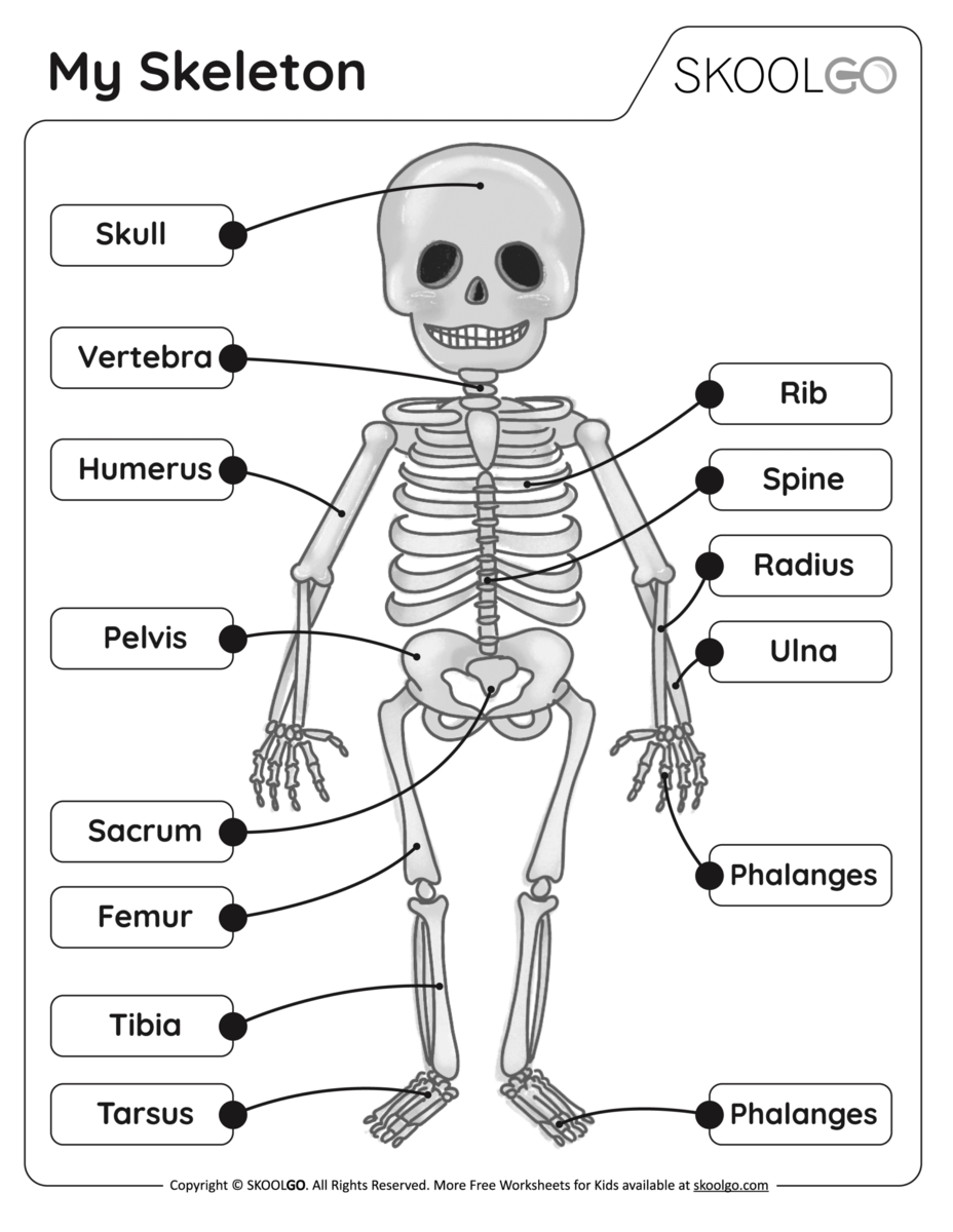 My Skeleton Free Worksheet SKOOLGO Skeleton System Worksheets Free Coloring Pages PDF Printables And Worksheets Lesson Tutor