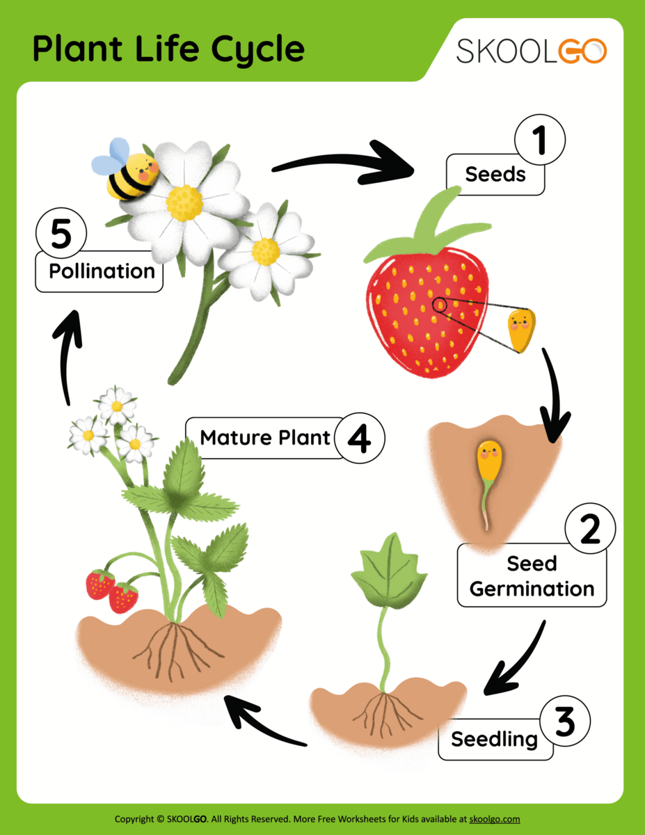 Plant Life Cycle Worksheet For Kindergarten Kidpid