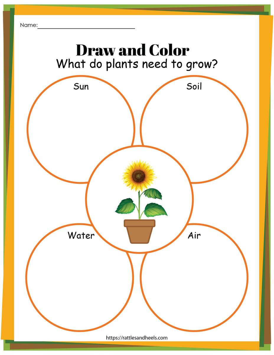 Plant Life Cycle Worksheets Free Printables For Kids Adanna Dill Worksheets Library