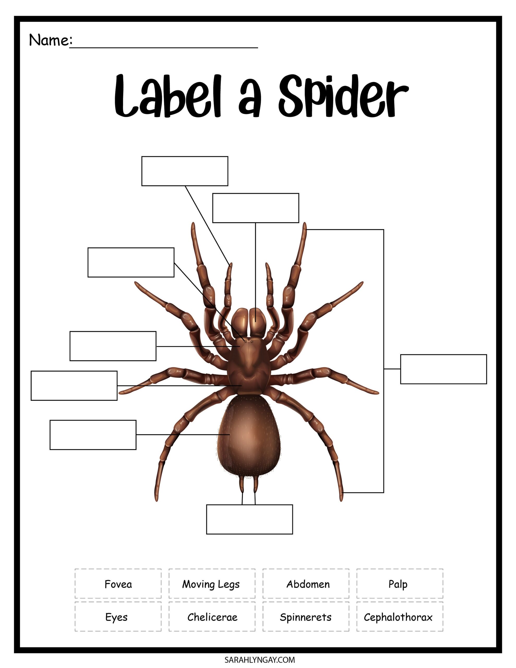 Fun Spider Activities For Kindergarten A Spoonful Of Learning