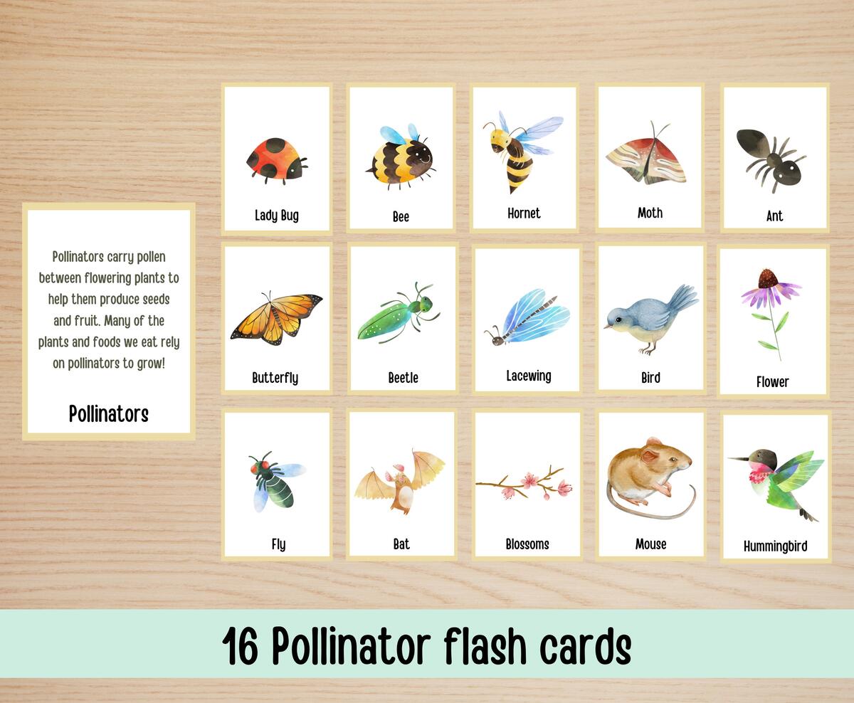Free Printable Insect And Bugs Flashcards With Words PDF